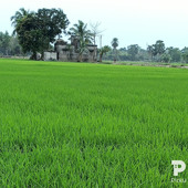 Sujay