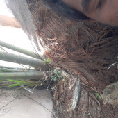 Lalit