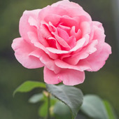 nagre