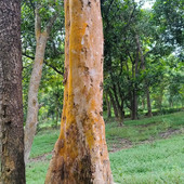 Gopal jha