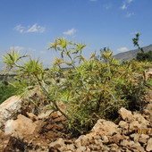 degemel