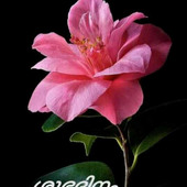 Redmilava