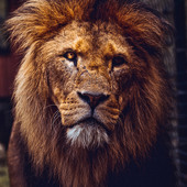 Jon