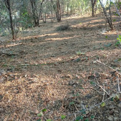 Vardhan