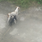 Kullu