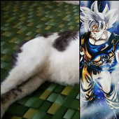 Witcahposen