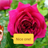 Alok