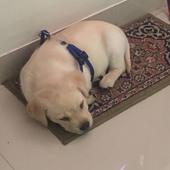 bunty