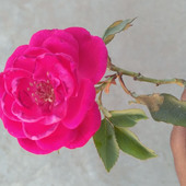 Malkha