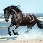 Rajeev15
