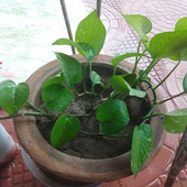 Nileshlodhi