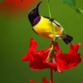 Vihay