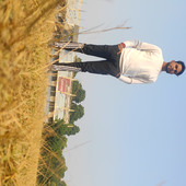 pornstarankit