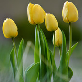 jefik65823@laserlip.