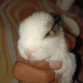 AnShpathak
