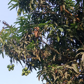 Rajhijk