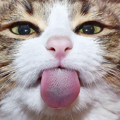 Nobinobita