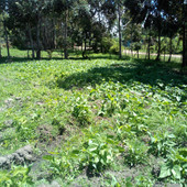 Mutai