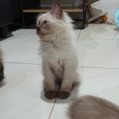 Moko88
