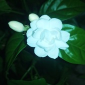 Sudu