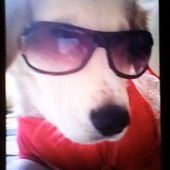 ferdi