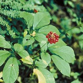Mmraj