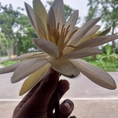 Mojammel