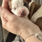 Millie