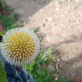 shourav