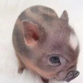 siew