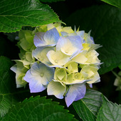 as882