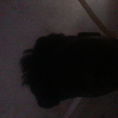 Saer