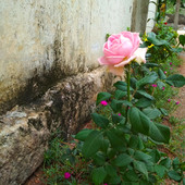 Debasis